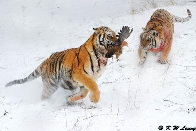 Siberian Tiger DSC_7844