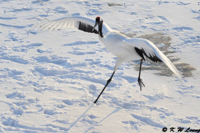Red-Crowned Crane DSC_9797