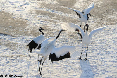 Red-Crowned Crane DSC_9686