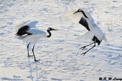 Red-crowned crane (丹頂鶴)