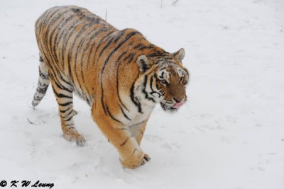 Siberian Tiger DSC_7776