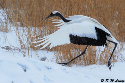 Red-Crowned Crane DSC_9389