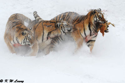 Siberian Tiger DSC_8019
