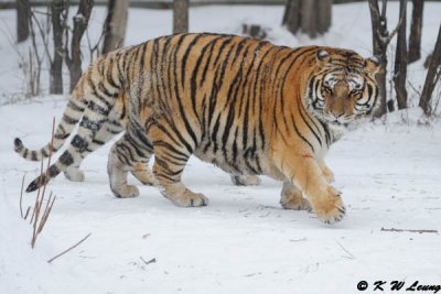 Siberian Tiger DSC_7806