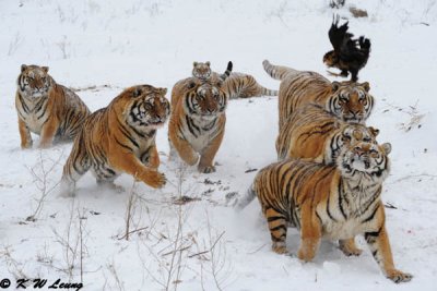 Siberian Tiger DSC_8055