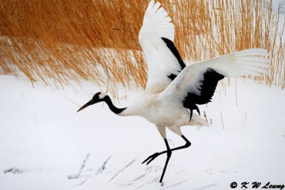 Red-Crowned Crane DSC_9298