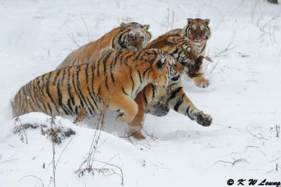 Siberian Tiger DSC_7820