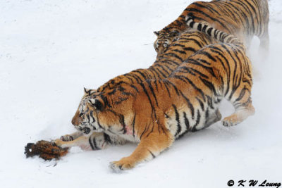 Siberian Tiger DSC_7884
