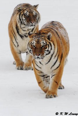 Siberian Tiger DSC_7773