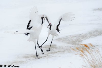 Red-Crowned Crane DSC_9179