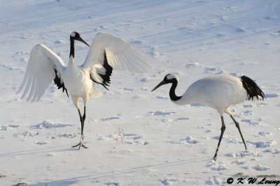 Red-Crowned Crane DSC_9611