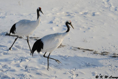 Red-Crowned Crane DSC_9594