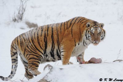 Siberian Tiger DSC_7976