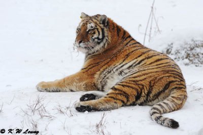 Siberian Tiger DSC_8007