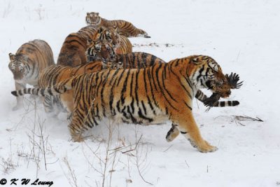 Siberian Tiger DSC_7995