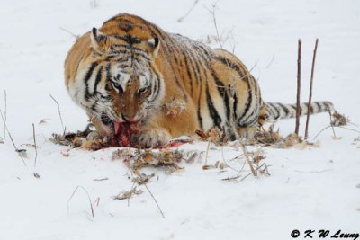 Siberian Tiger DSC_7963