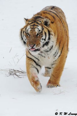 Siberian Tiger DSC_7953