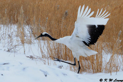 Red-Crowned Crane DSC_9390