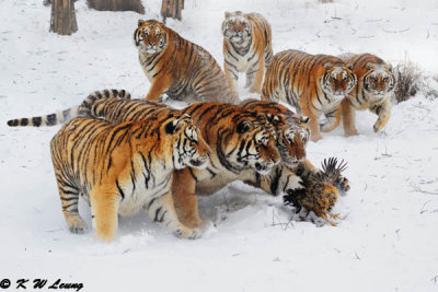 Siberian Tiger DSC_7878