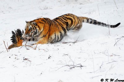 Siberian Tiger DSC_7838