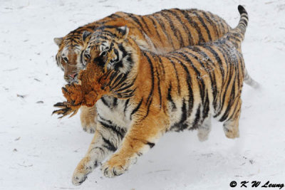 Siberian Tiger DSC_7930