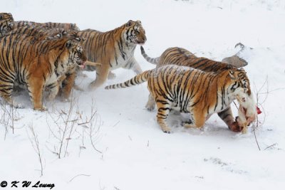 Siberian Tiger DSC_7966