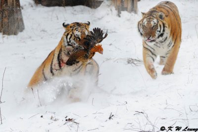 Siberian Tiger DSC_7841