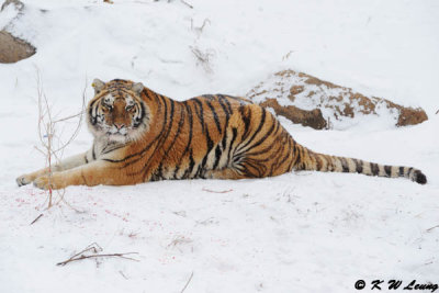 Siberian Tiger DSC_8009