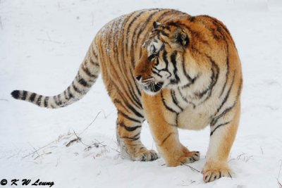 Siberian Tiger DSC_8015
