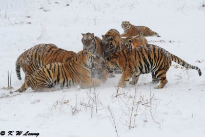 Siberian Tiger DSC_7991