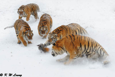 Siberian Tiger DSC_7923