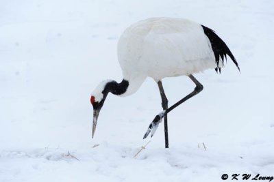 Red-Crowned Crane DSC_9370