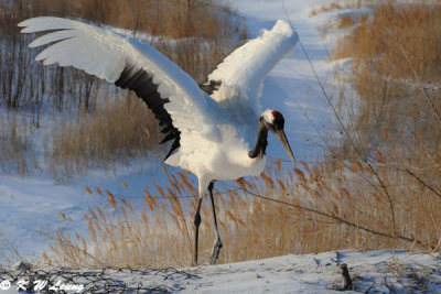 Red-Crowned Crane DSC_9723
