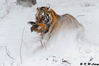 Siberian Tiger DSC_7840
