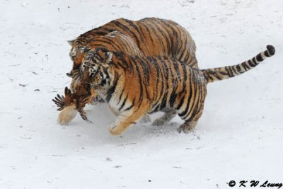 Siberian Tiger DSC_7929