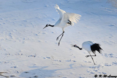 Red-Crowned Crane DSC_9598