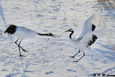 Red-Crowned Crane DSC_9634