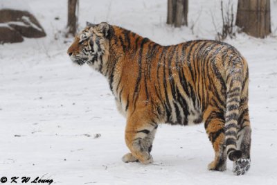 Siberian Tiger DSC_7785