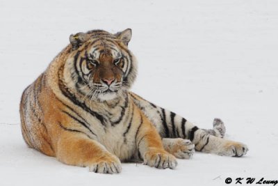 Siberian Tiger DSC_7777