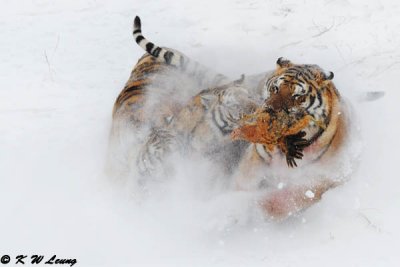 Siberian Tiger DSC_8017
