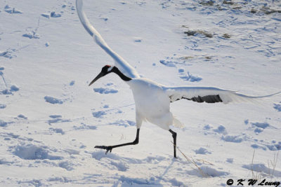 Red-Crowned Crane DSC_9610