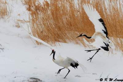 Red-Crowned Crane DSC_9300
