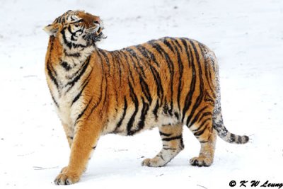 Siberian Tiger DSC_7915