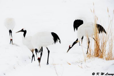 Red-Crowned Crane DSC_9352