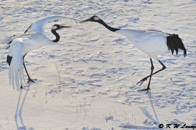 Red-Crowned Crane DSC_9636