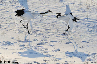 Red-Crowned Crane DSC_9631