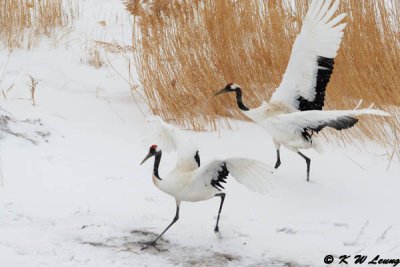 Red-Crowned Crane DSC_9301