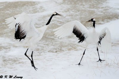 Red-Crowned Crane DSC_9186