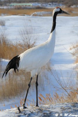 Red-Crowned Crane DSC_9726