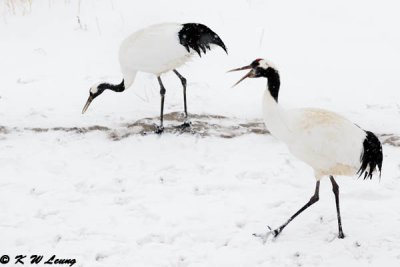 Red-Crowned Crane DSC_9279